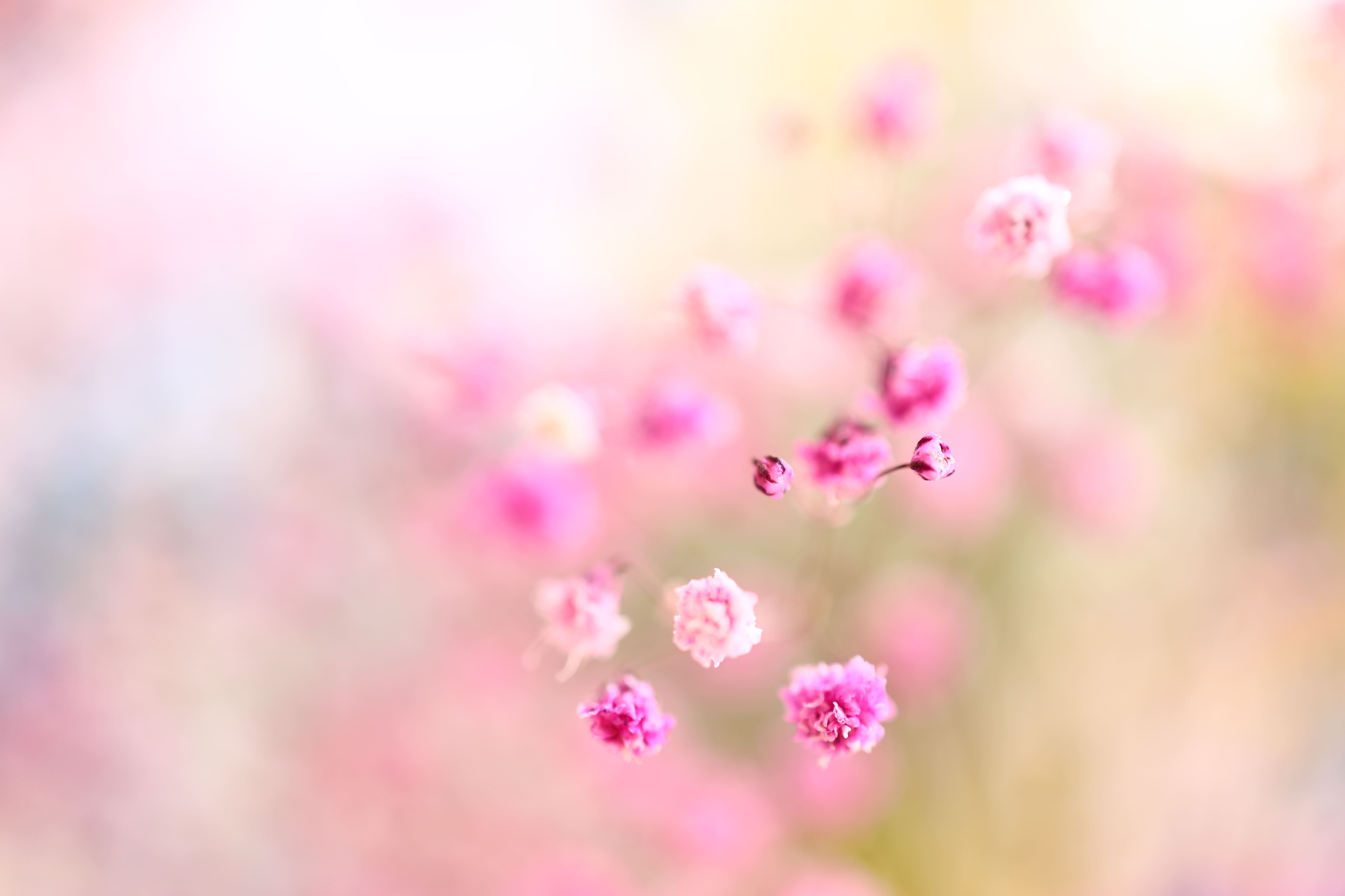 la vie en rose